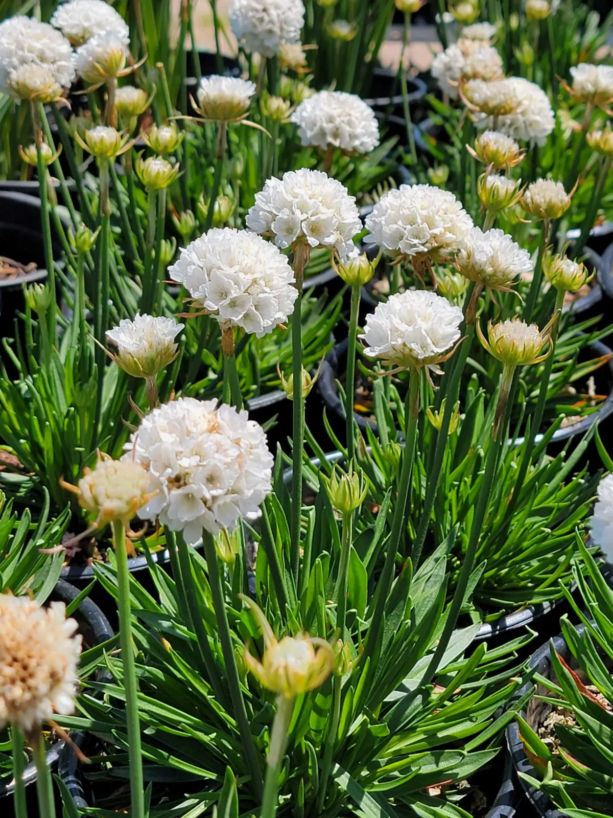 Armeria pseudarmeria Dreameria Dream Cloud a scaled