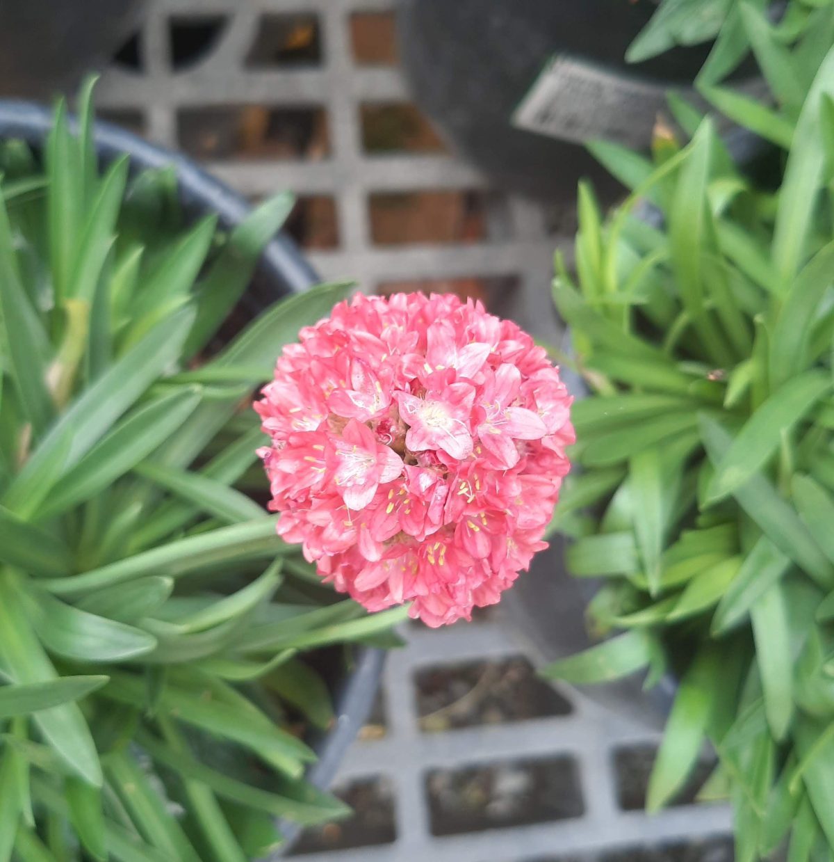 Armeria pseudarmeria Dreameria Dreamland a