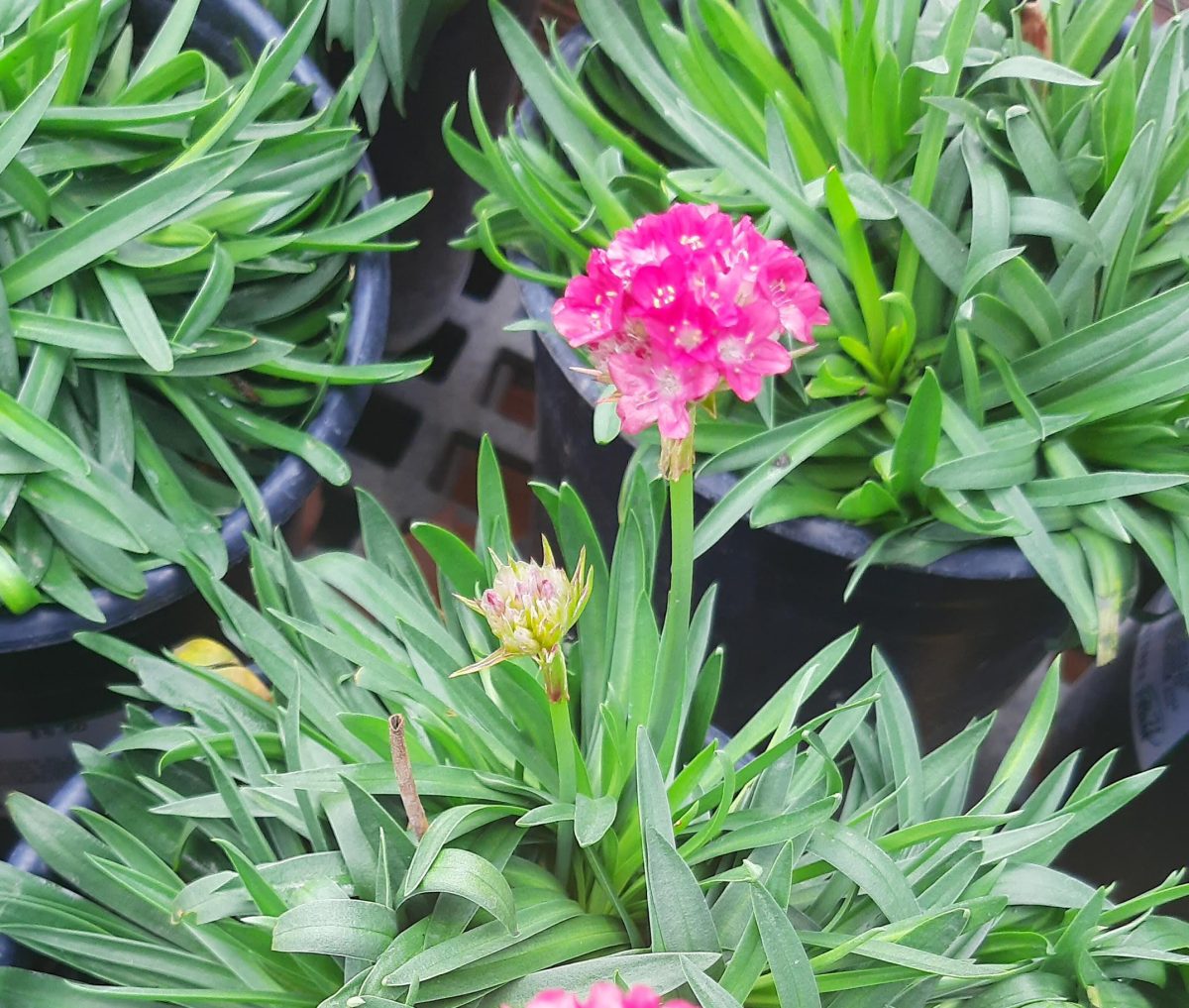 Armeria pseudarmeria Dreameria Dreamland b