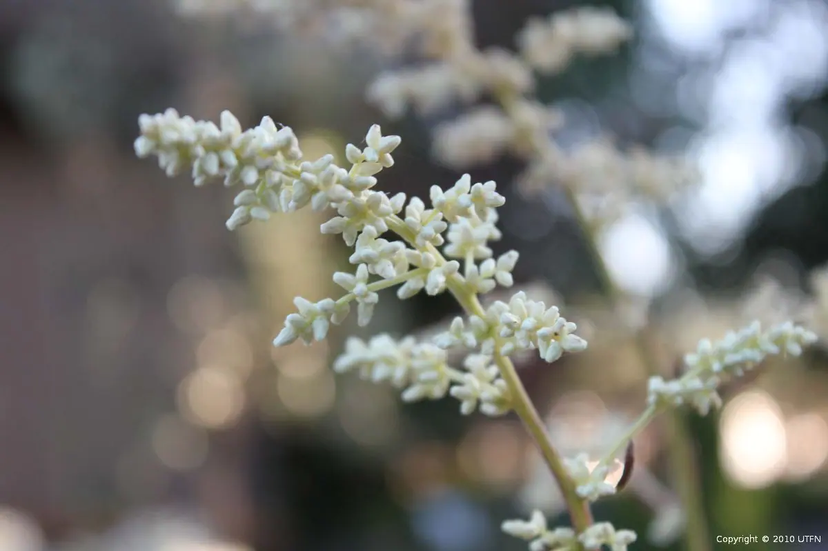 Artemisia lactiflora Guizho a