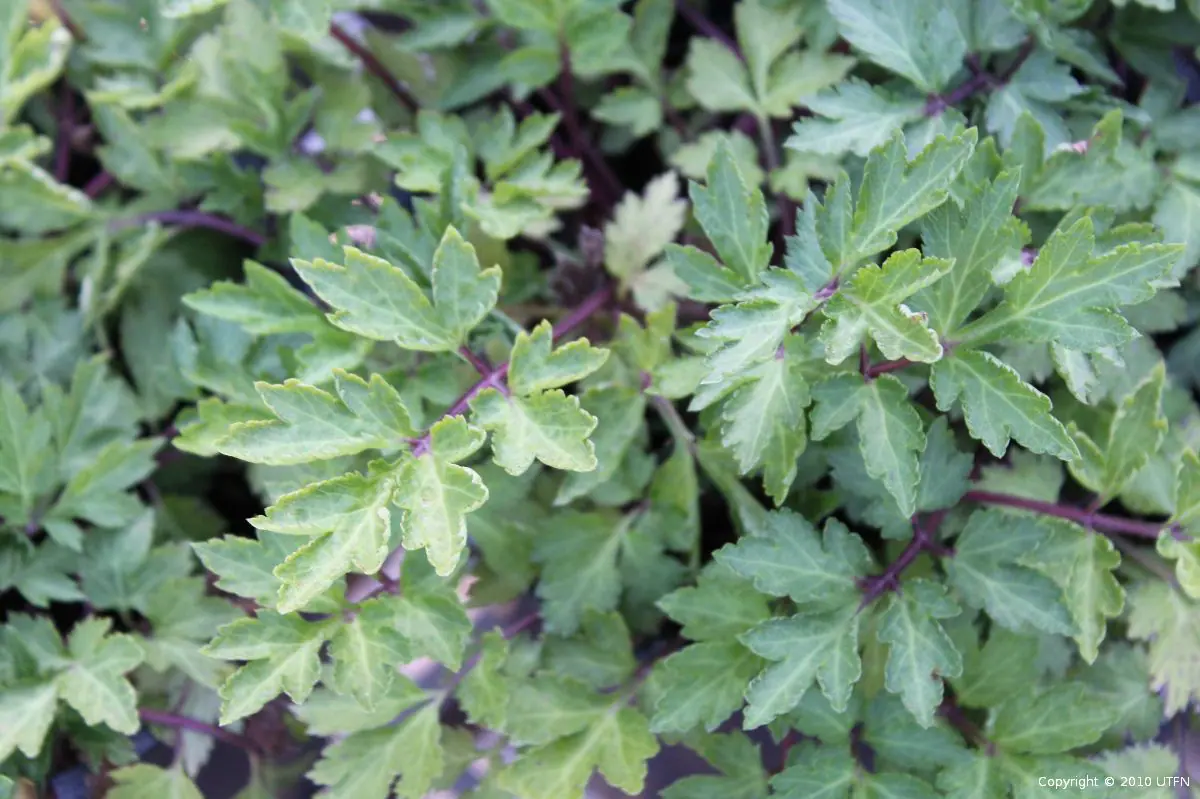 Artemisia lactiflora Guizho b