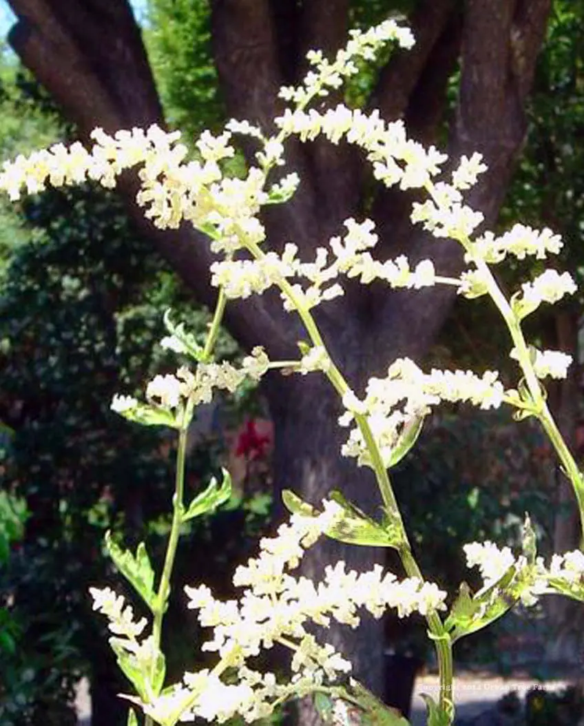 Artemisia lactiflora Guizho c
