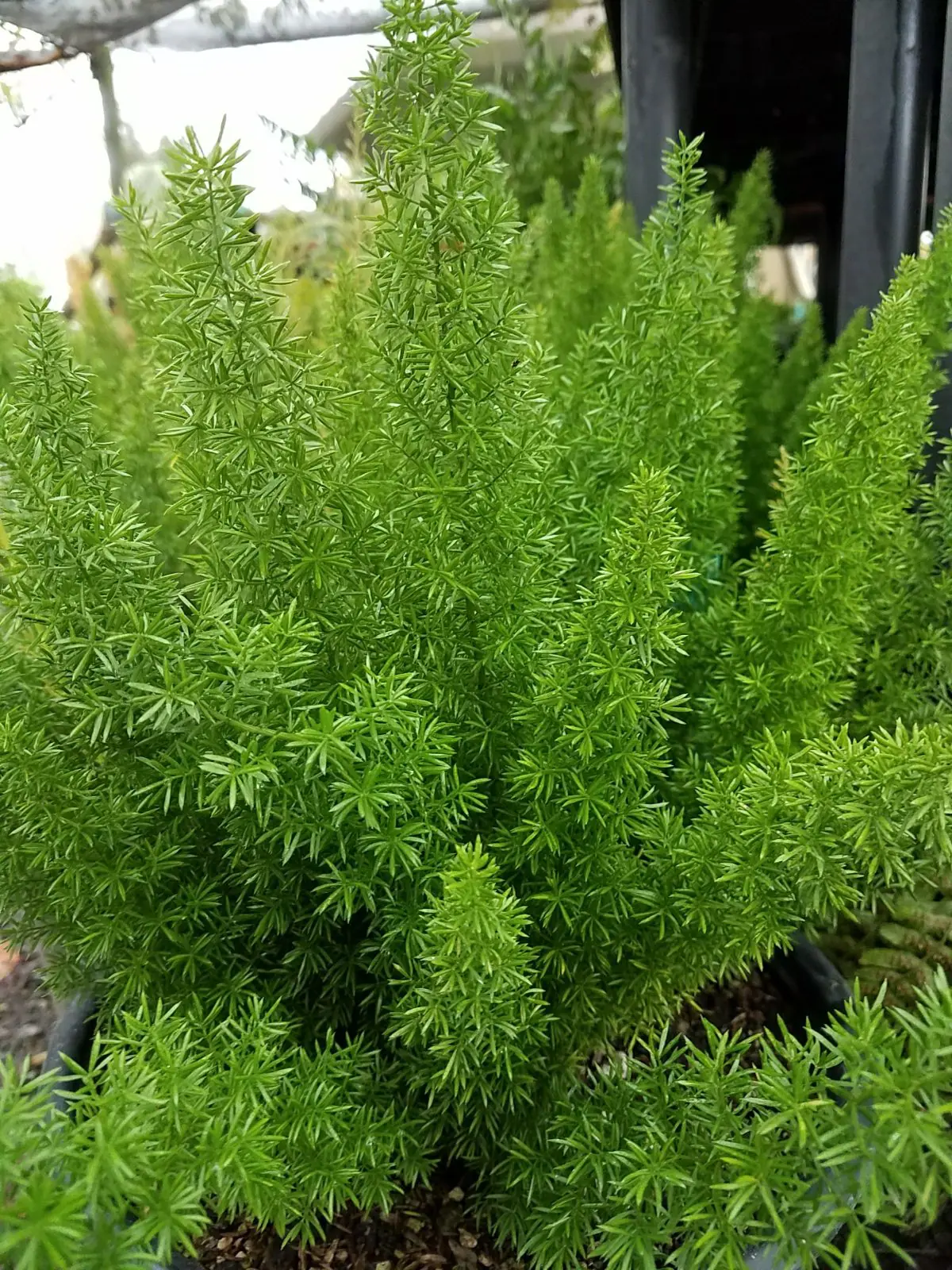 Asparagus densiflorus Myers a scaled