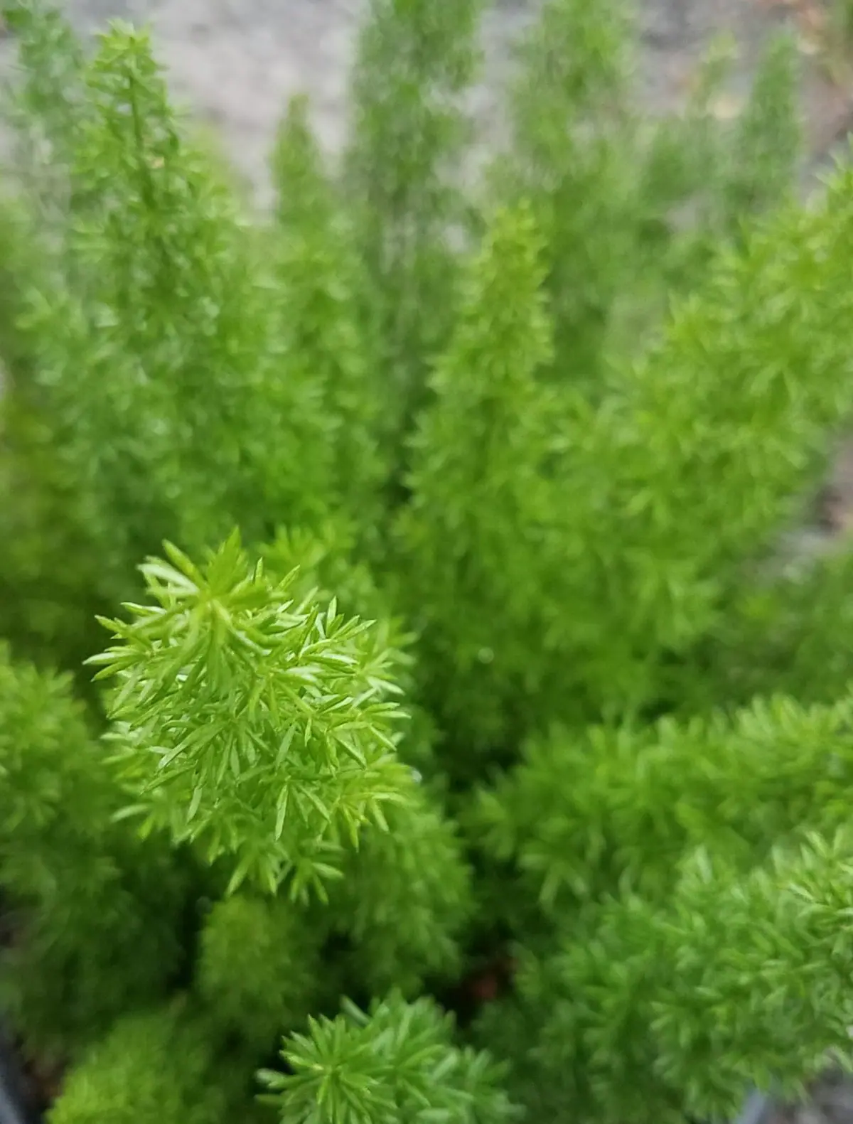 Asparagus densiflorus Myers b