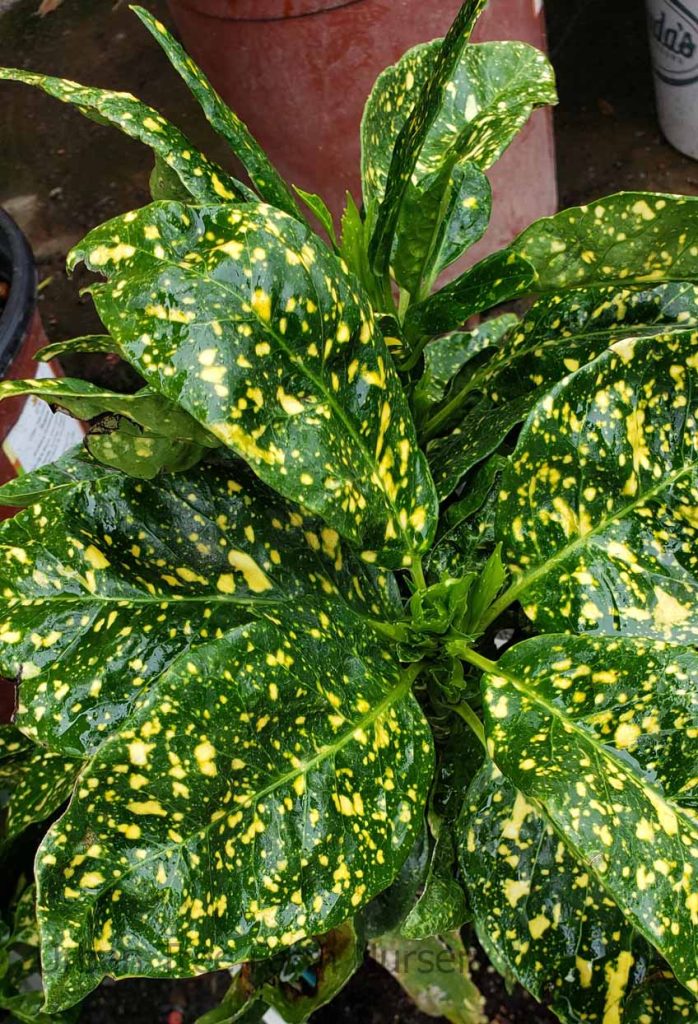 Aucuba japonica 'Varigata/Gold Dust' | Urban Tree Farm Nursery