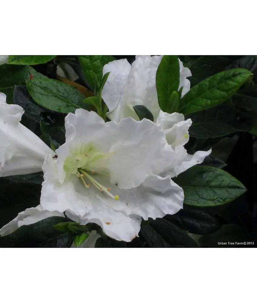 Azalea Alaska STD a