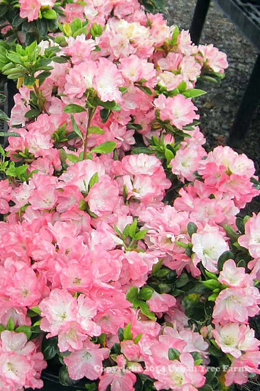 Azalea Eileen a