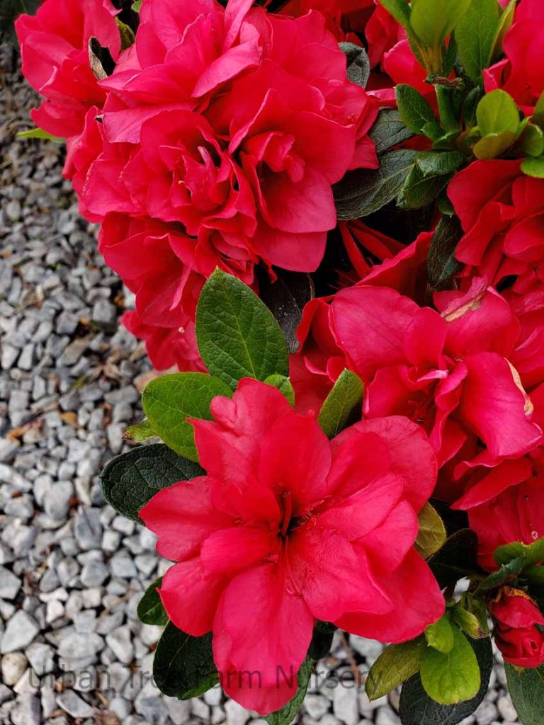 Azalea, Encore 'Autumn Bonfire' | Urban Tree Farm Nursery