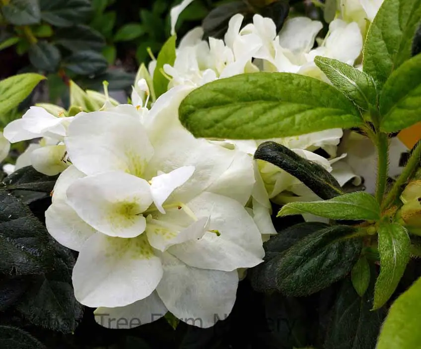 Azalea Encore Autumn Moonlight b