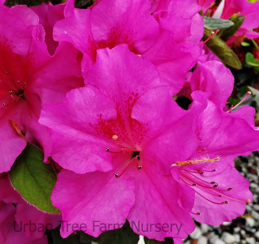 Azalea Encore Autumn Royalty b