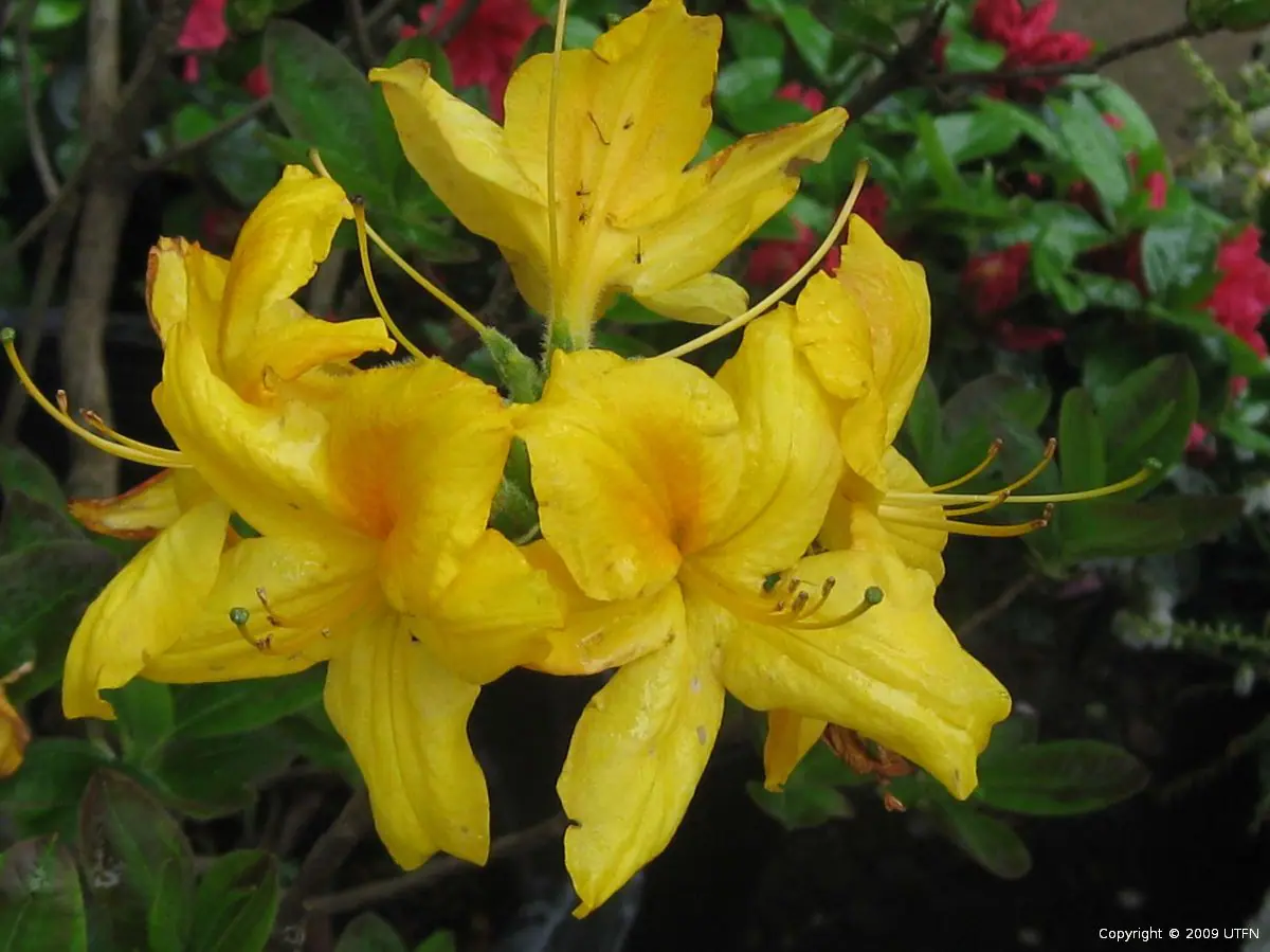Azalea Exbury Hybrid Gold b