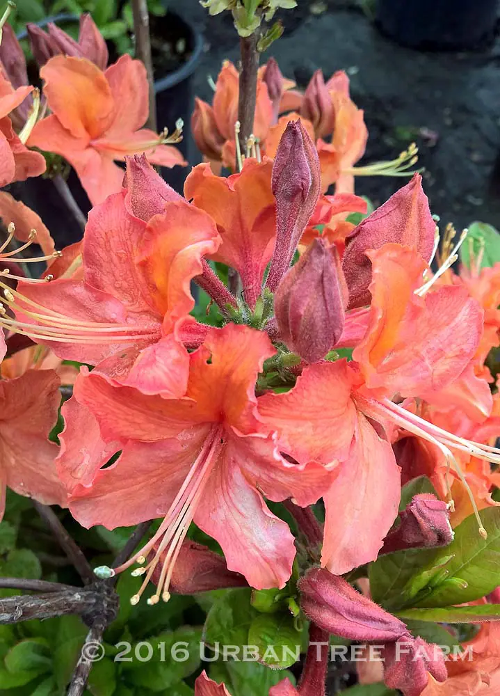 Azalea Exbury Hybrid Mandarin Lights a