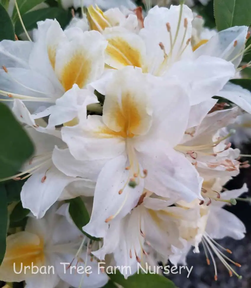 Azalea Exbury Hybrid Northern Hi Lights a