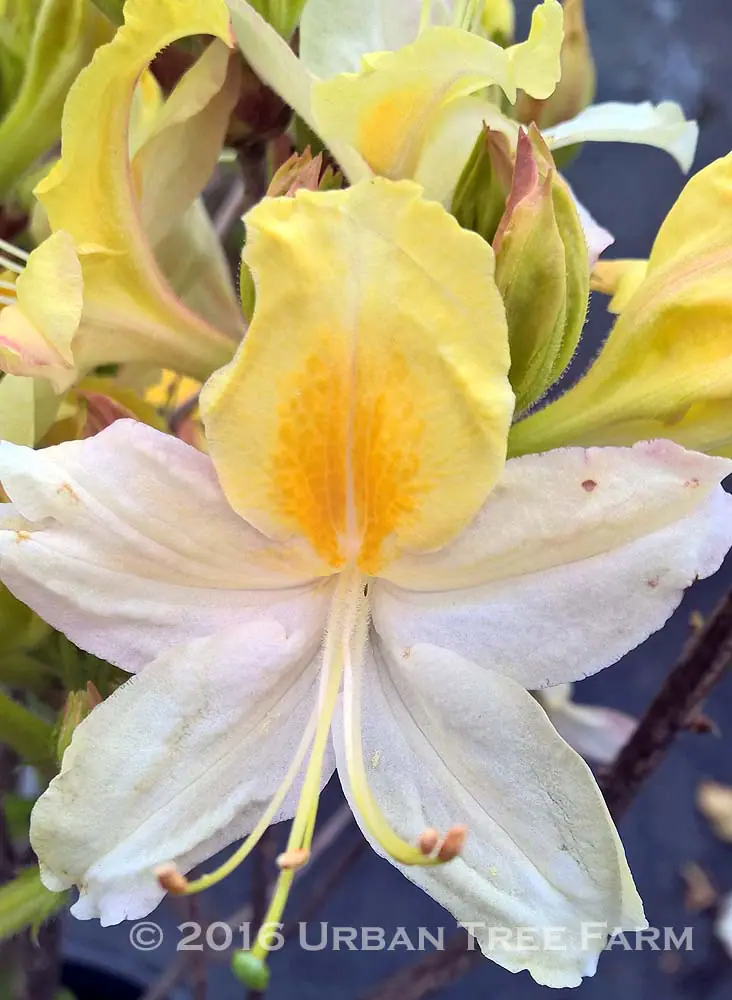 Azalea Exbury Hybrid Northern Hi Lights b