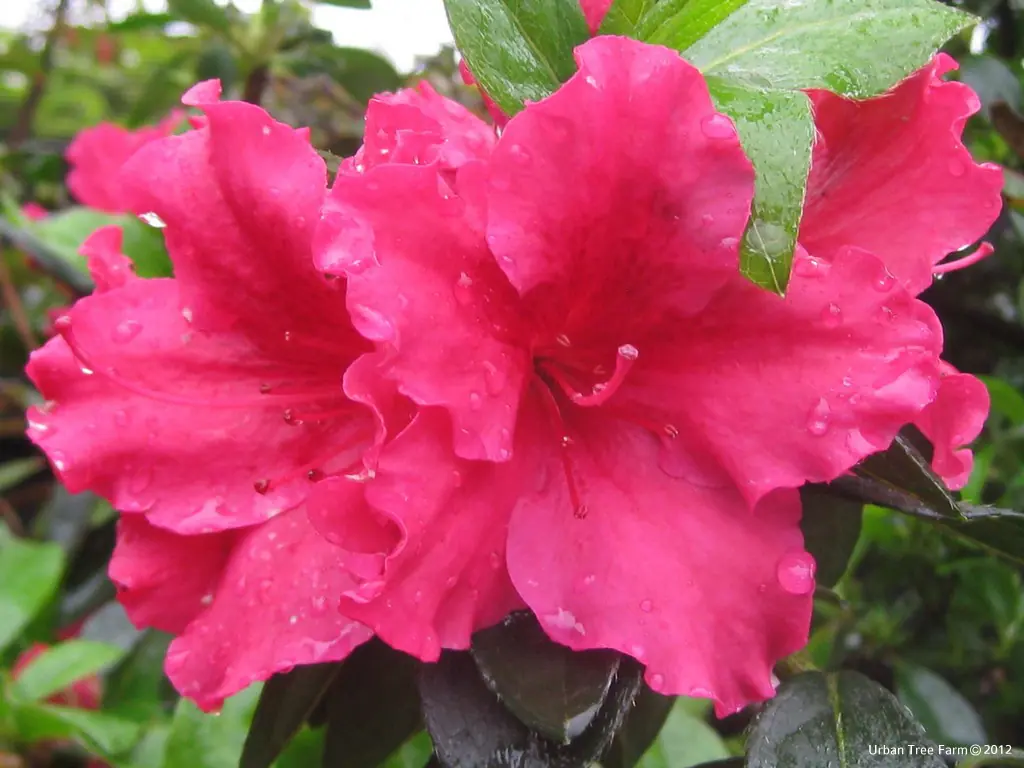 Azalea Red Bird b
