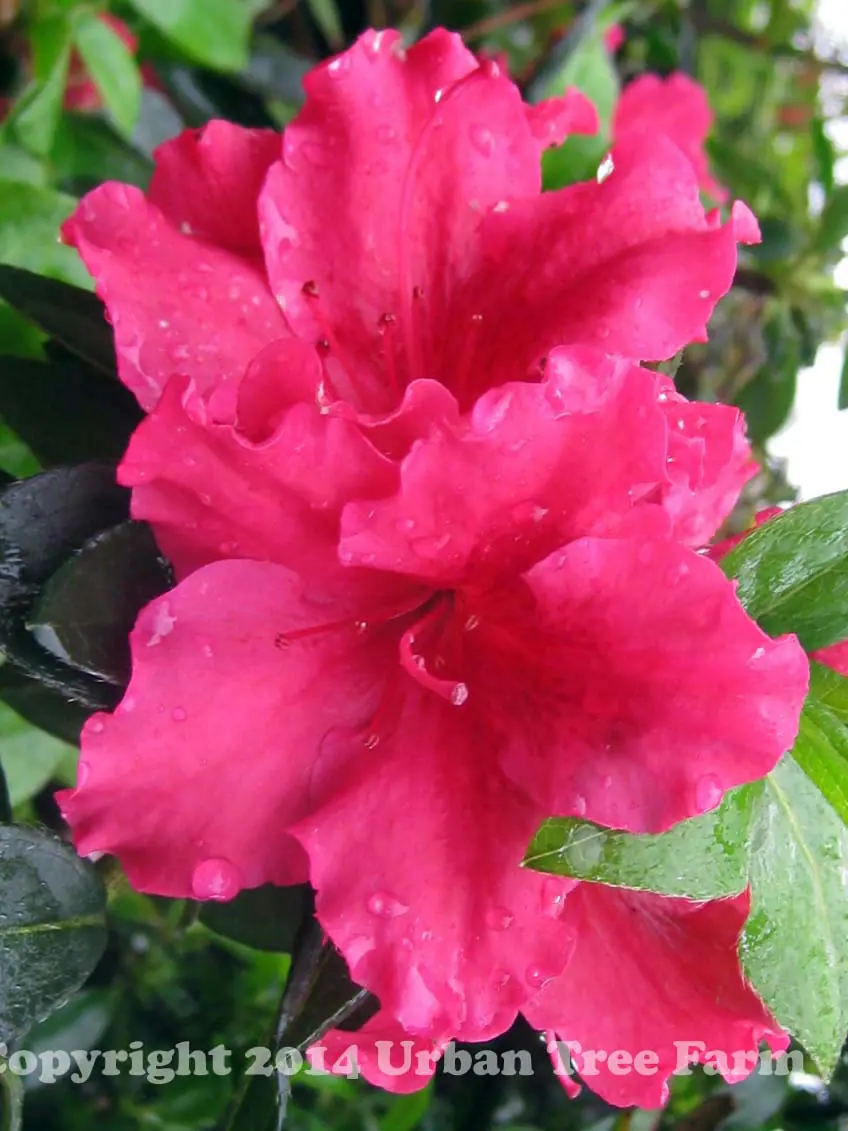 Azalea Red Bird e