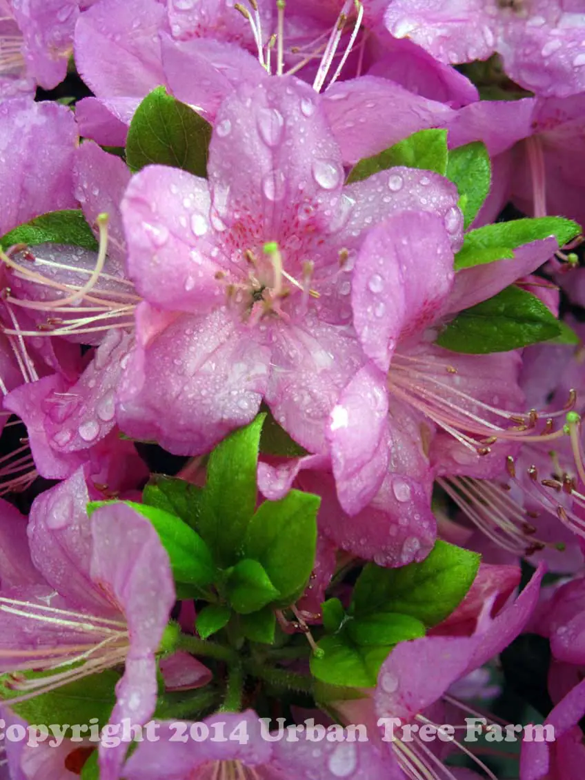 Azalea Sherwood Orchid a