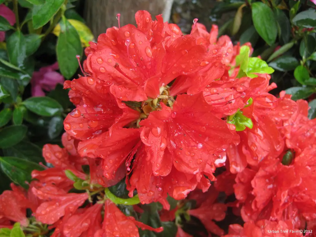 Azalea Sherwood Red b