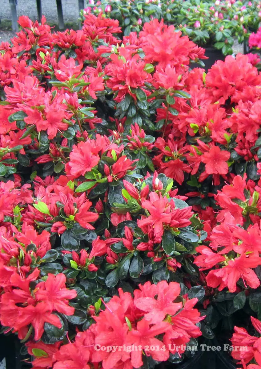 Azalea Sherwood Red d