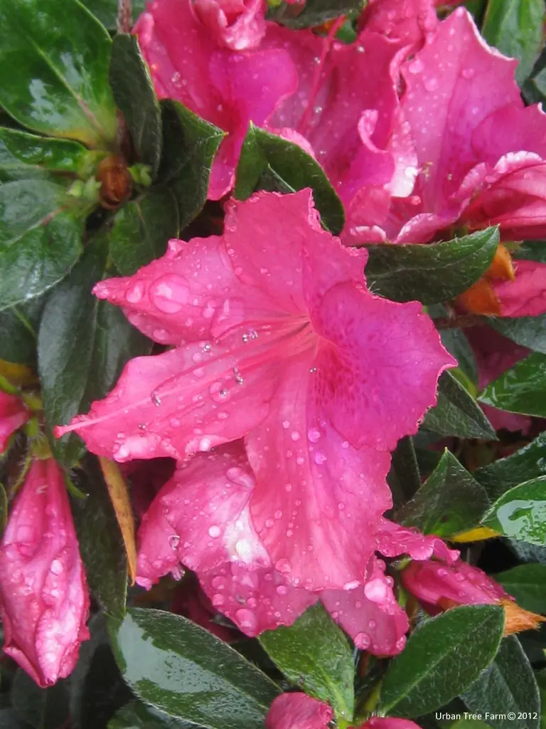 Azalea Southern Indica Southern Charm b