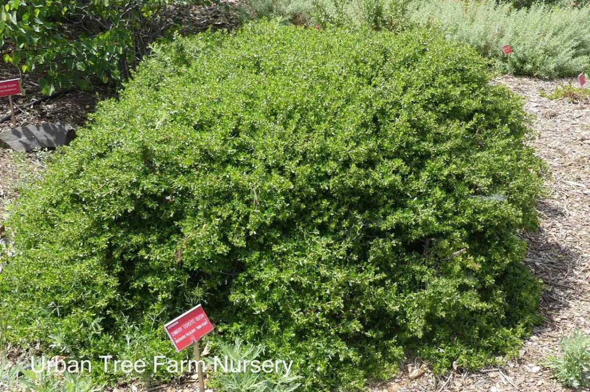 Baccharis pilularis Twin Peaks a