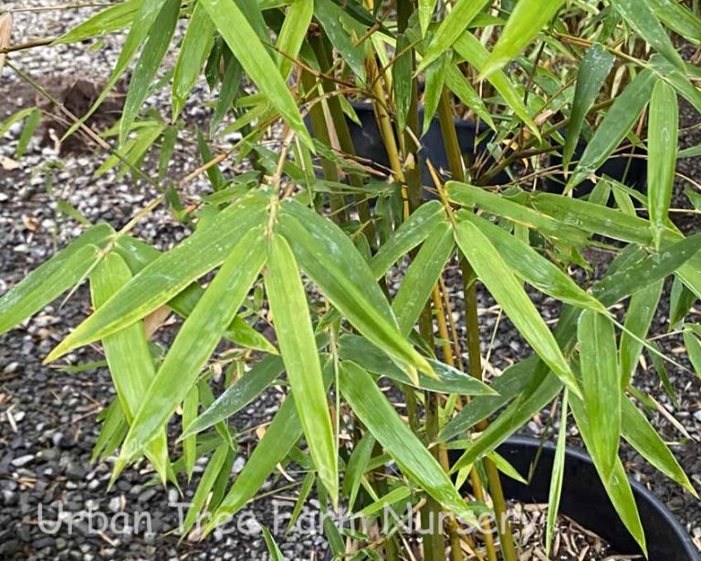 Bambusa textilis | Urban Tree Farm Nursery