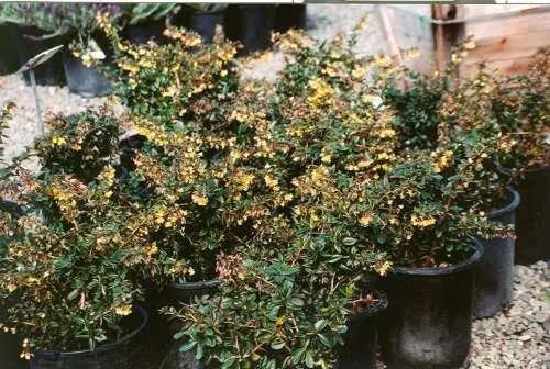 Berberis gladwynensis William Penn a