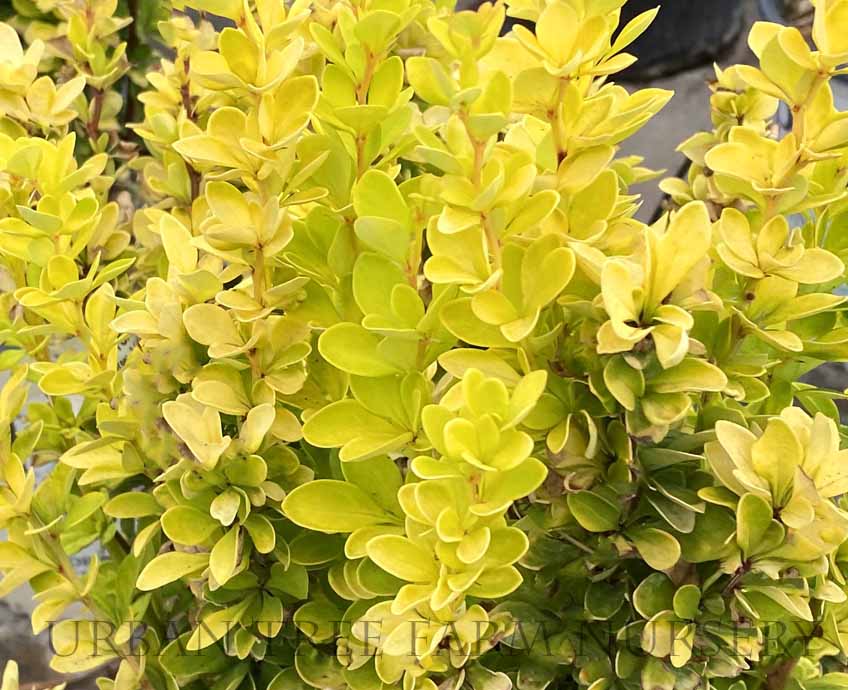 Berberis thunbergii 'Sunjoy Gold Pillar' | Urban Tree Farm Nursery