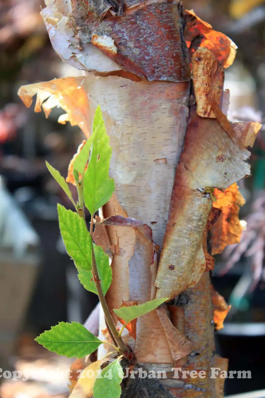 Betula nigra Heritage STD a