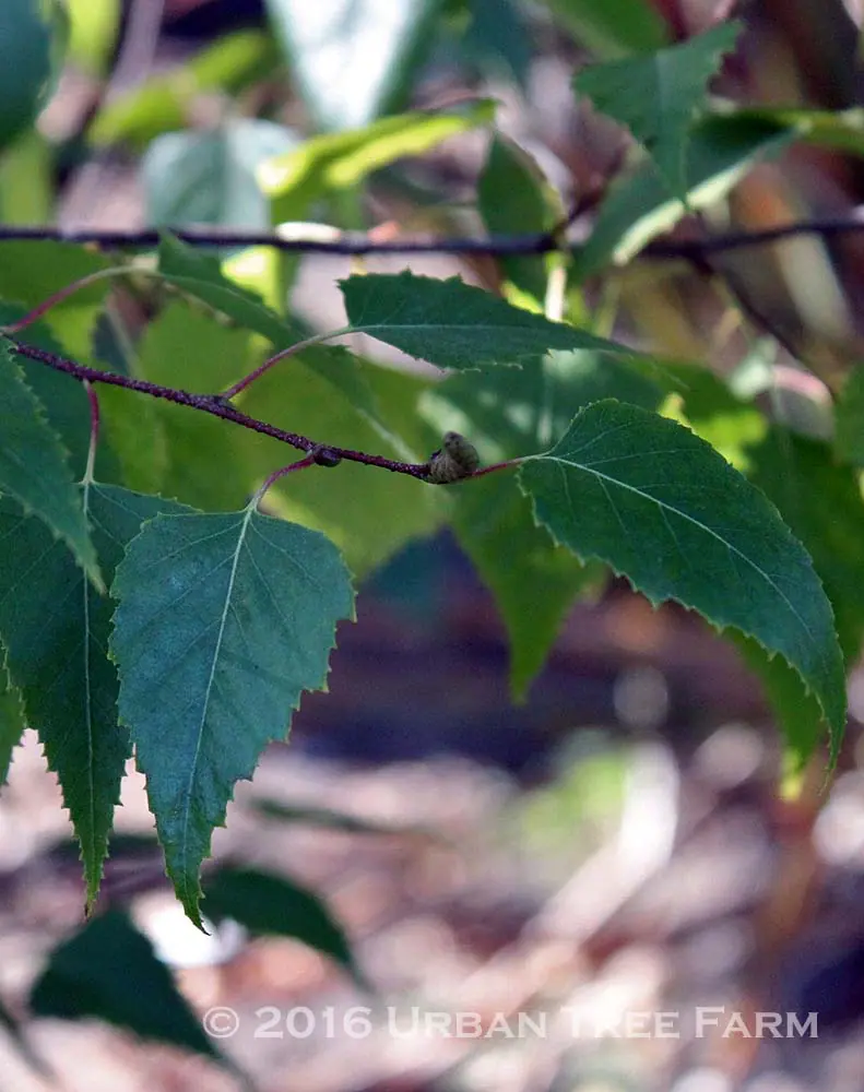 Betula platyphylla White Spire b