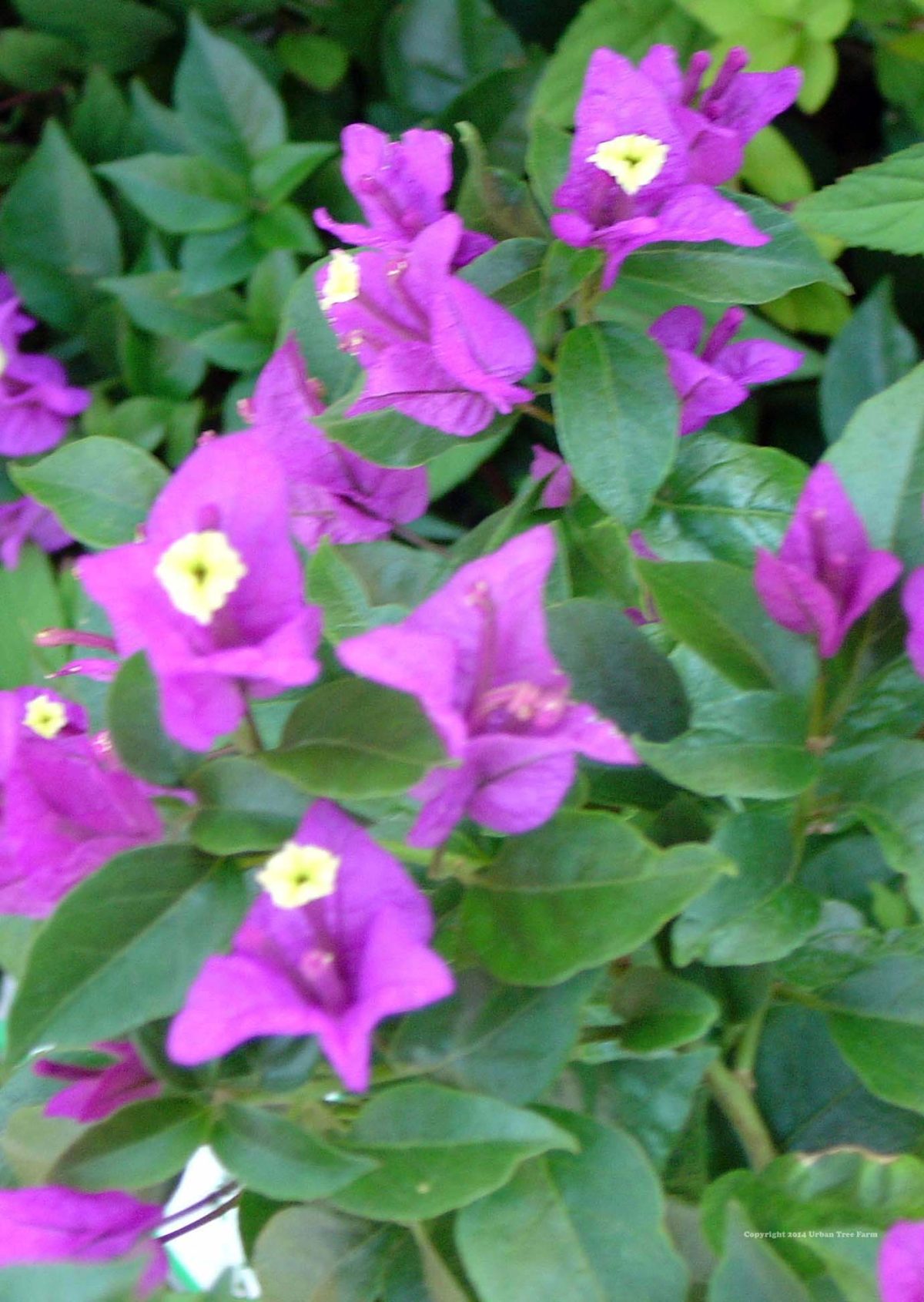 Bougainvillea Purple Queen a