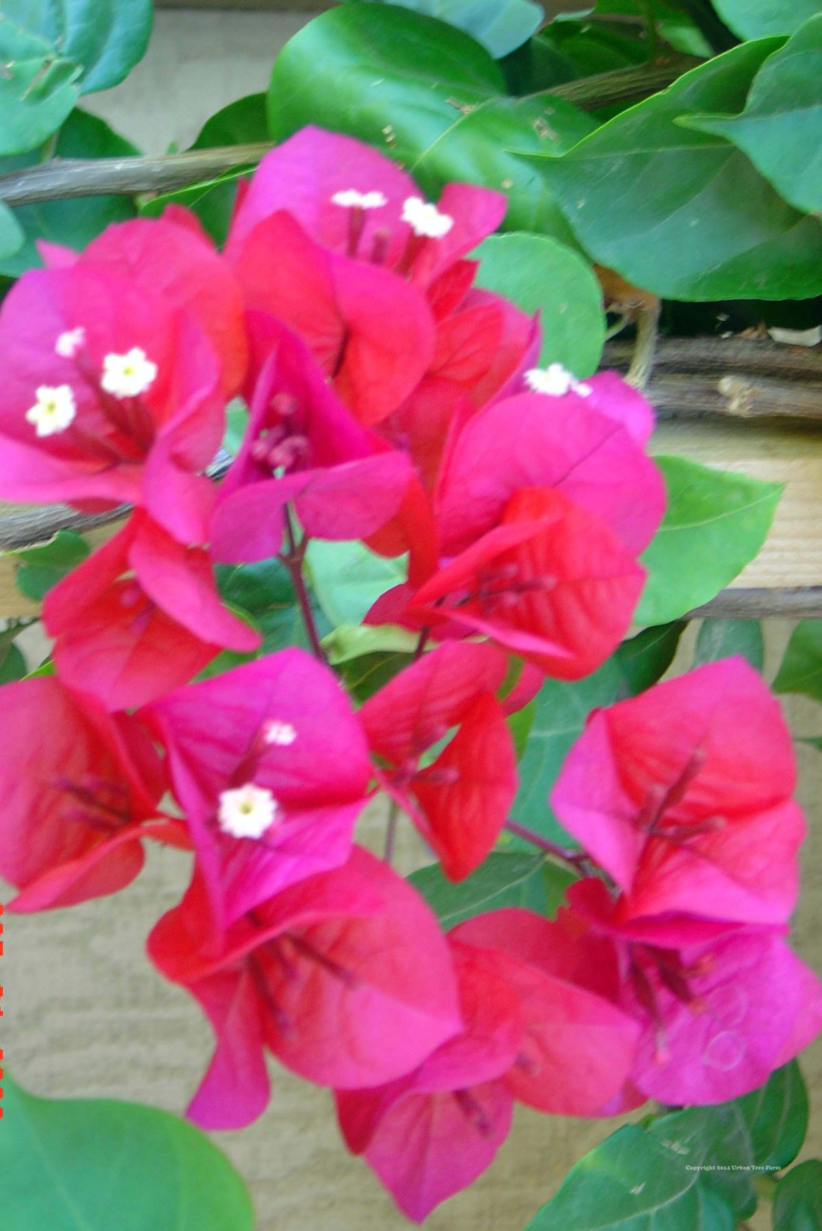 Bougainvillea San Diego Red a scaled