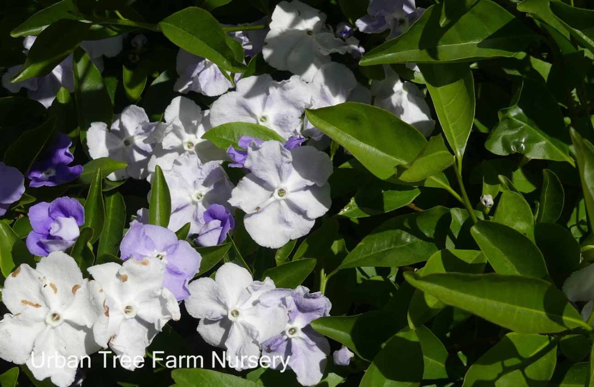 Brunfelsia pauciflora Floribunda b