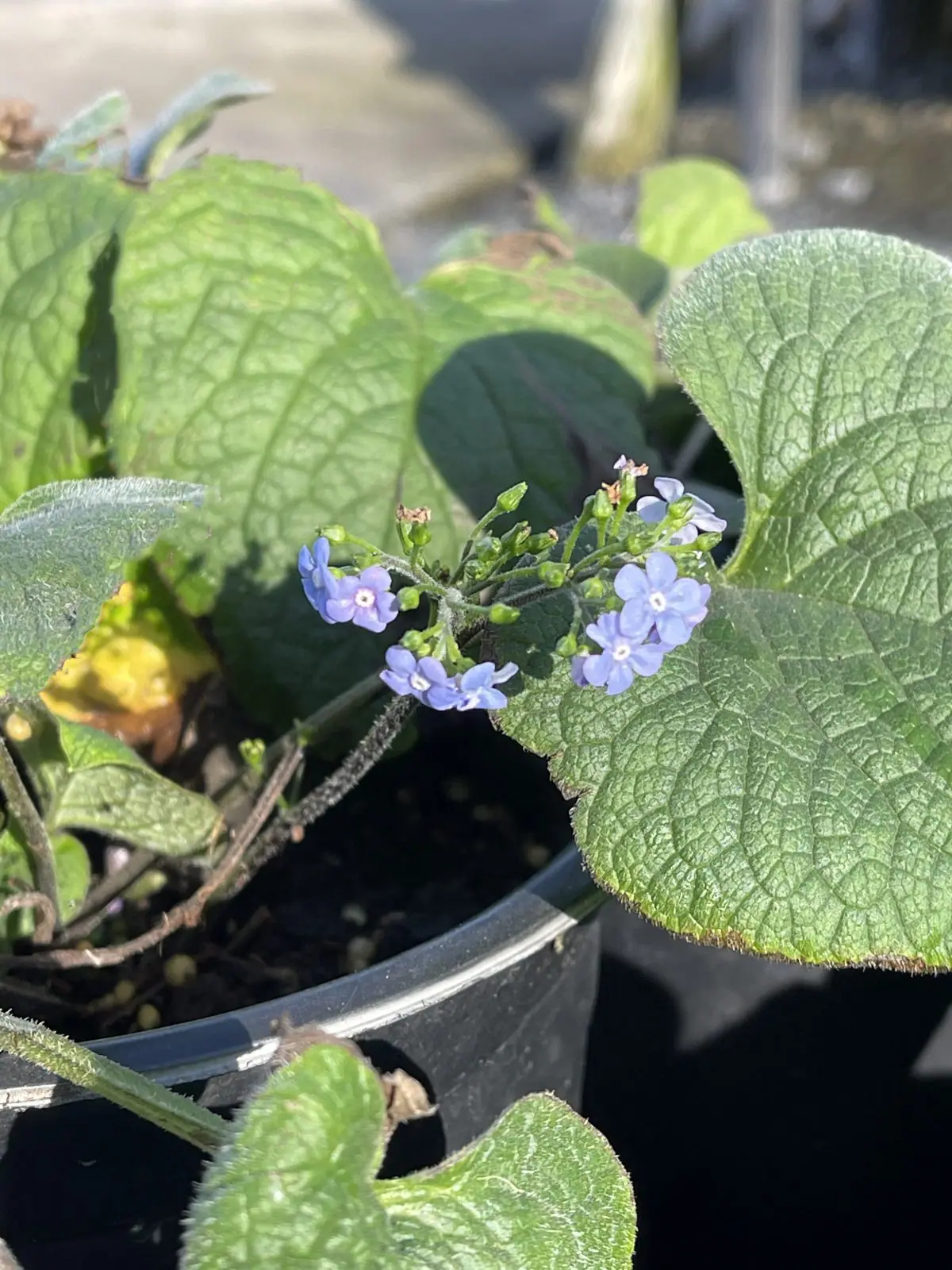 Brunnera macrophylla b scaled