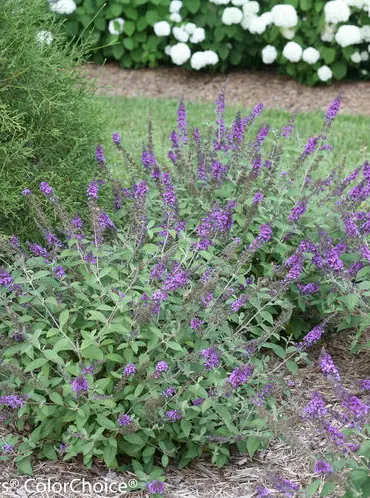 Buddleja davidii Lo Behold Blue Chip a