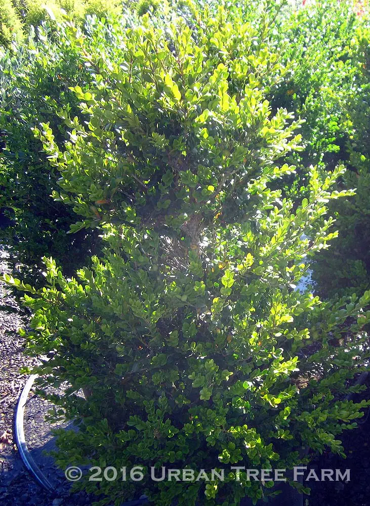 Buxus microphylla japonica Green Beauty COLUMN a