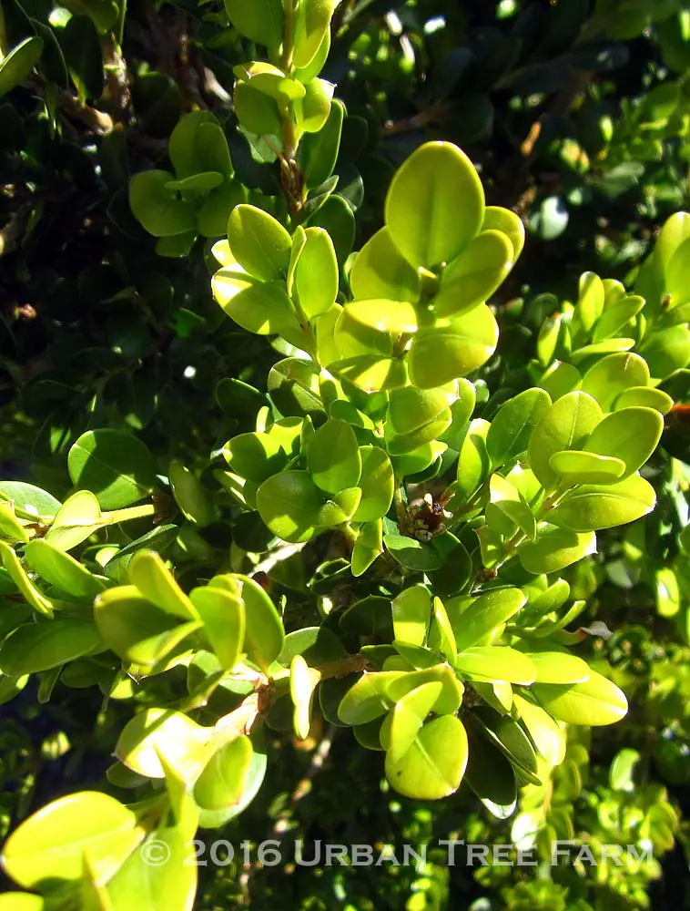 Buxus microphylla japonica Green Beauty COLUMN b