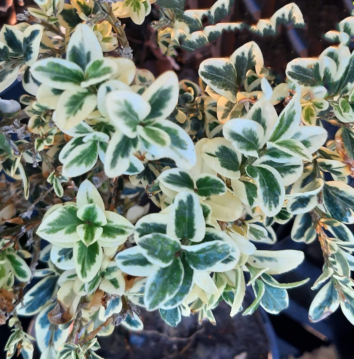 Buxus sempervirens Variegata