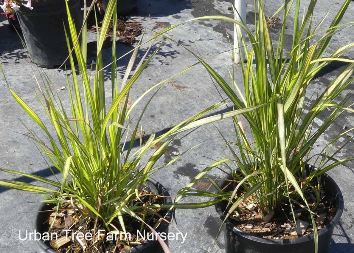 Calamagrostis acutiflora 'El Dorado' | Urban Tree Farm Nursery