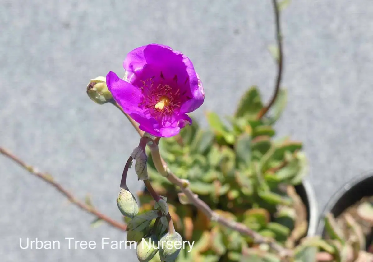 Calandrinia spectabilis b