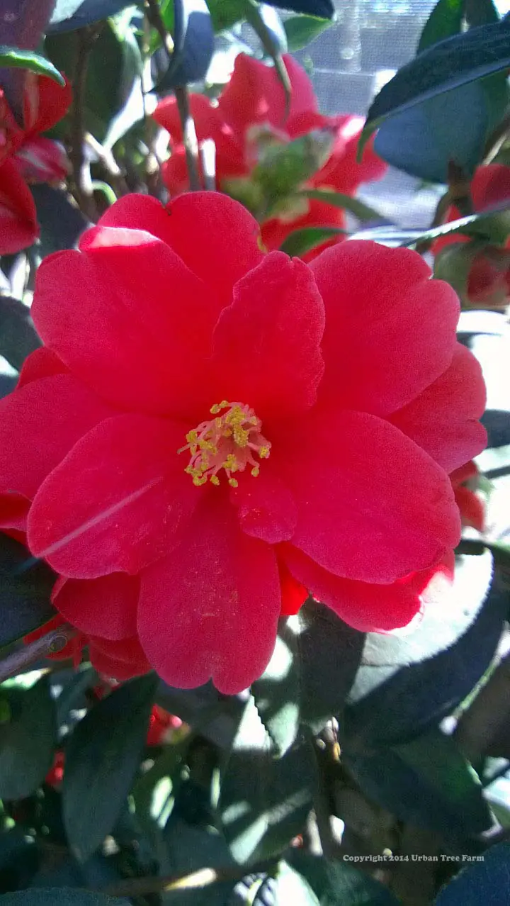 Camellia hybrid Freedom Bell b