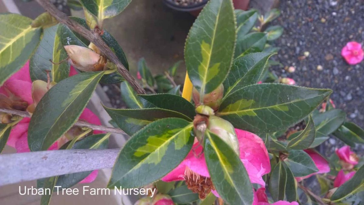 Camellia hybrid Golden Spangles c