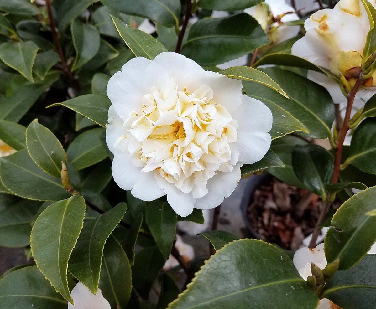 Camellia hybrid Jurys Yellow b