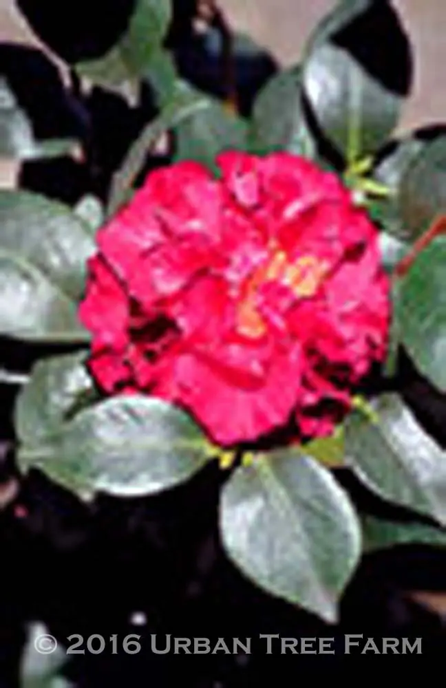 Camellia japonica Blood of China a