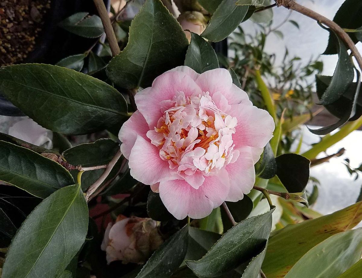 Camellia japonica CM Wilson a