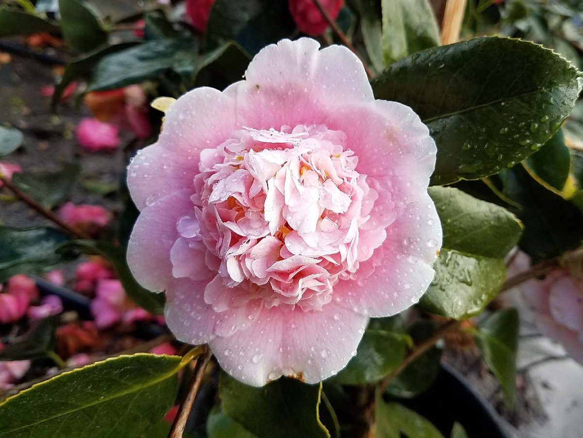 Camellia japonica Chandleri Elegant e