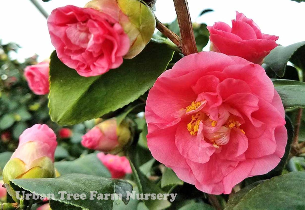 Camellia japonica Covina STD a