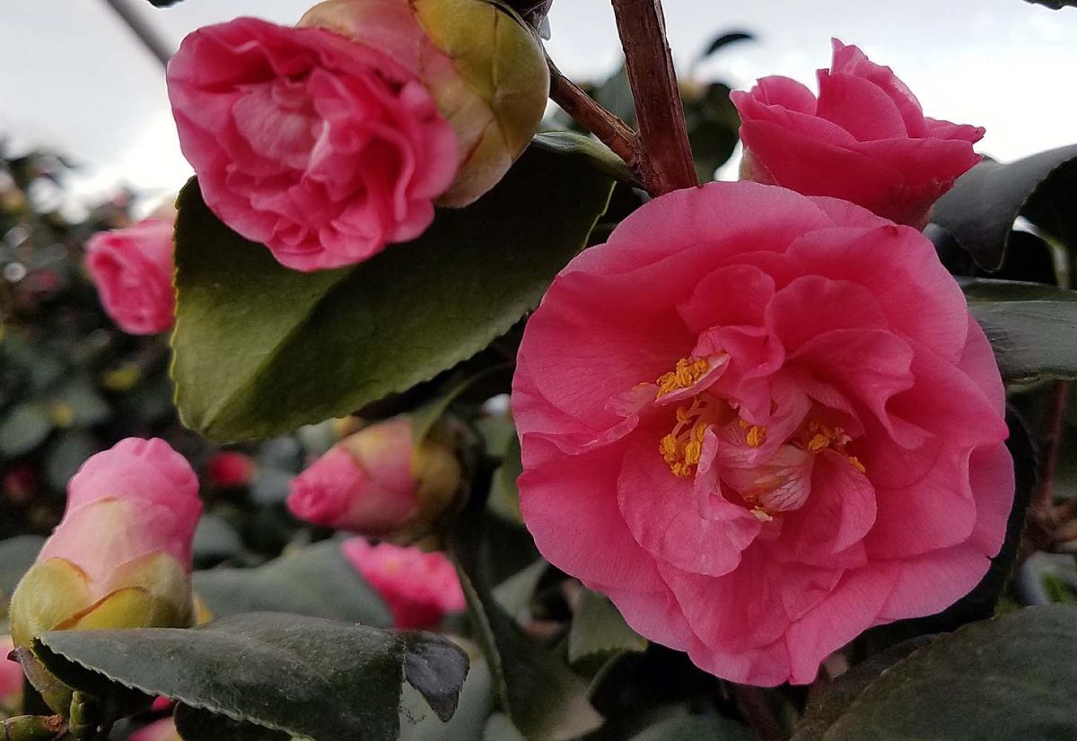 Camellia japonica Covina a