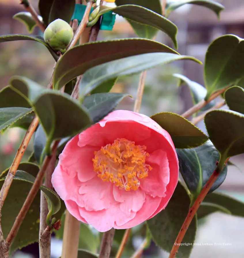 Camellia japonica Hana fuki a