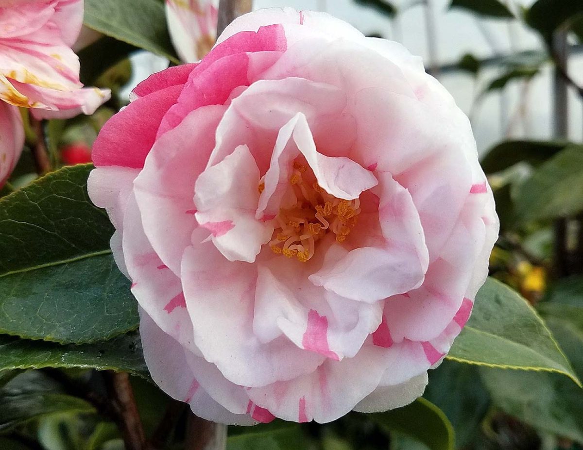 Camellia japonica Hanami Gasa a